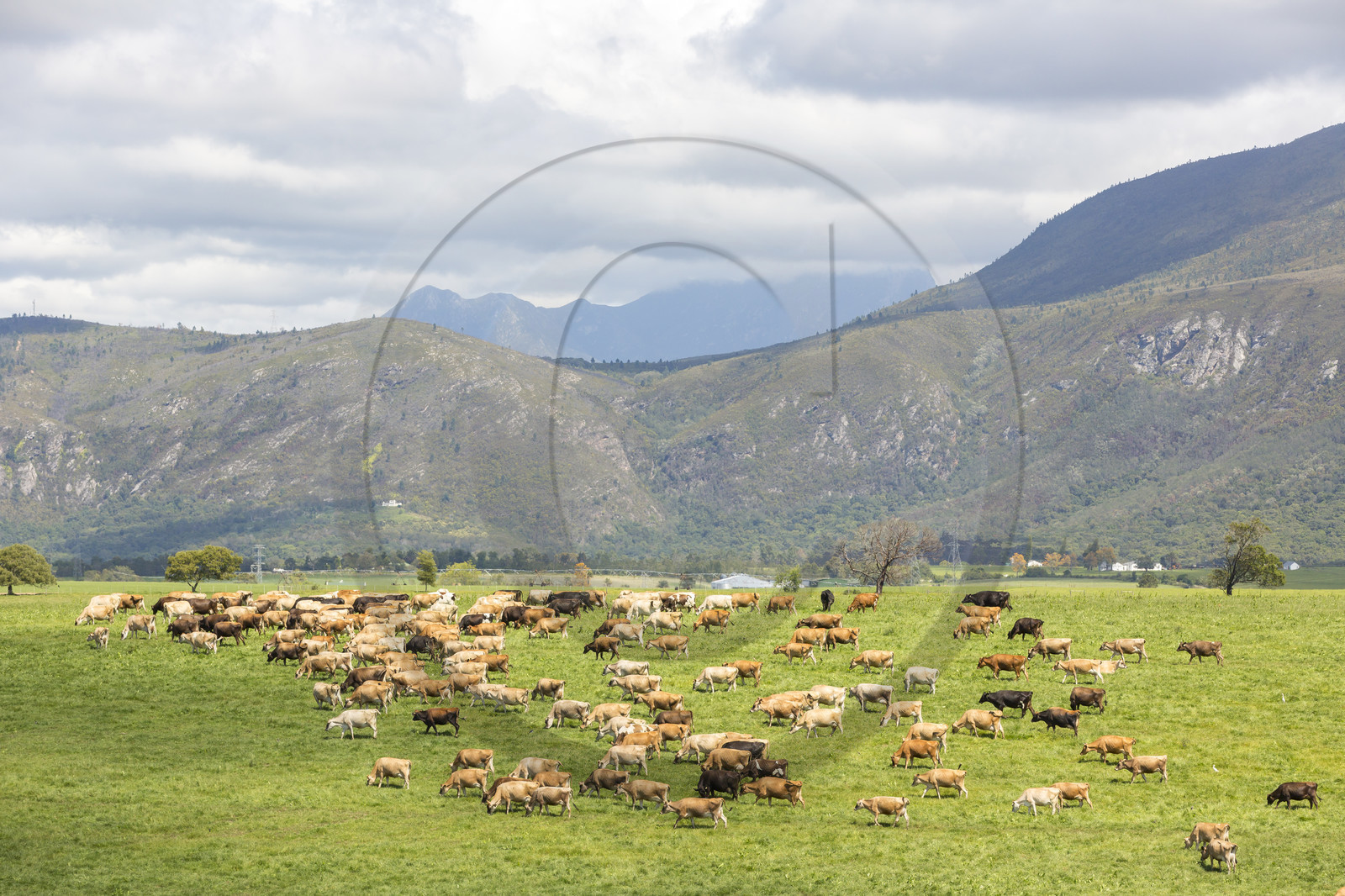 Elevage_Wilderness. Afrique du Sud