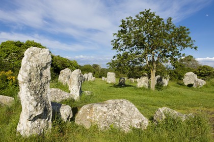 Alignement de Menhirs de Kerzerho à Erdeven (56410).