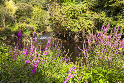 Pont-Scorff_Jardin d' Adol