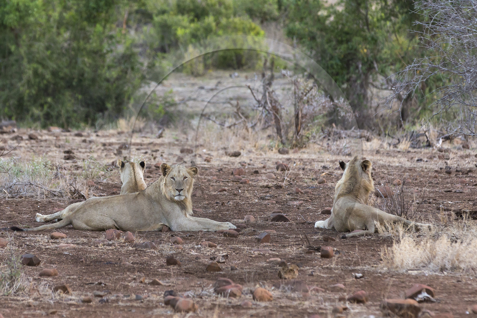 _Parc Krüger, Afrique du Sud