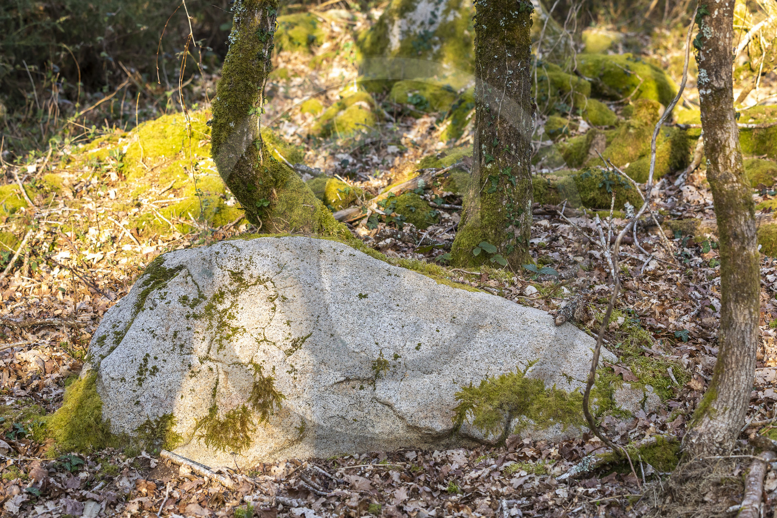 Le site mégalithique Le Castellic à Carnac
