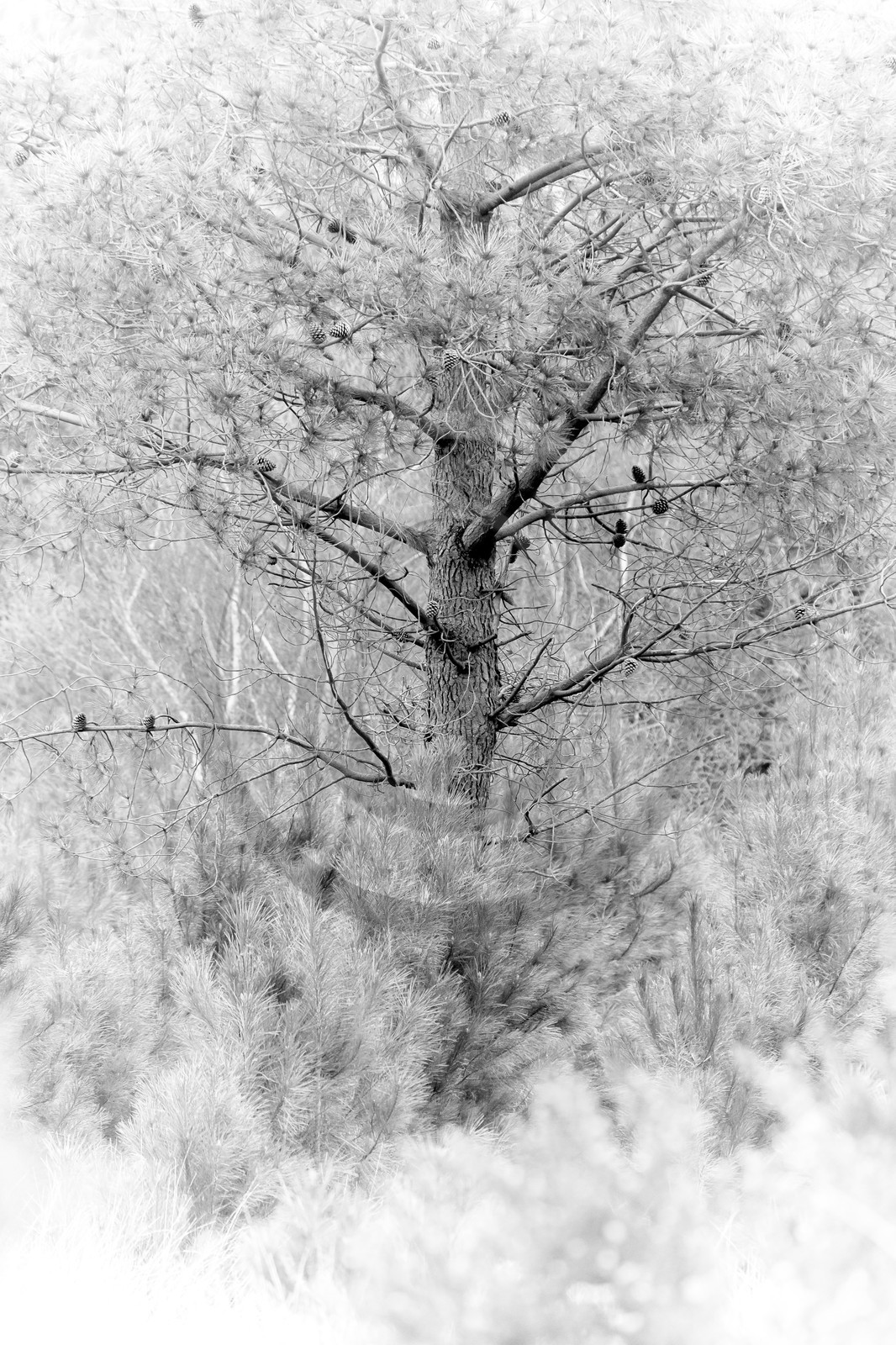 Pin maritime dans la forêt d' Erdeven (56410).