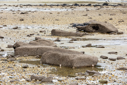 Alignements de Kerdual _ la Trinité sur Mer