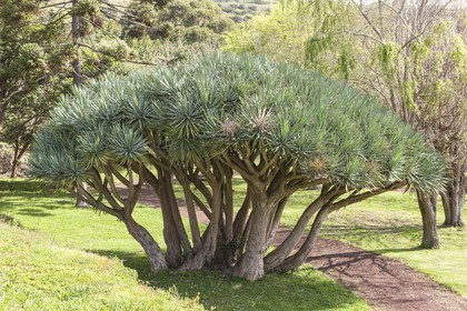 Dragonnier des Canaries_ Faial _ Les Açores