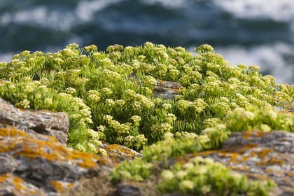 France, Morbihan, Ile de Groix . Criste marine