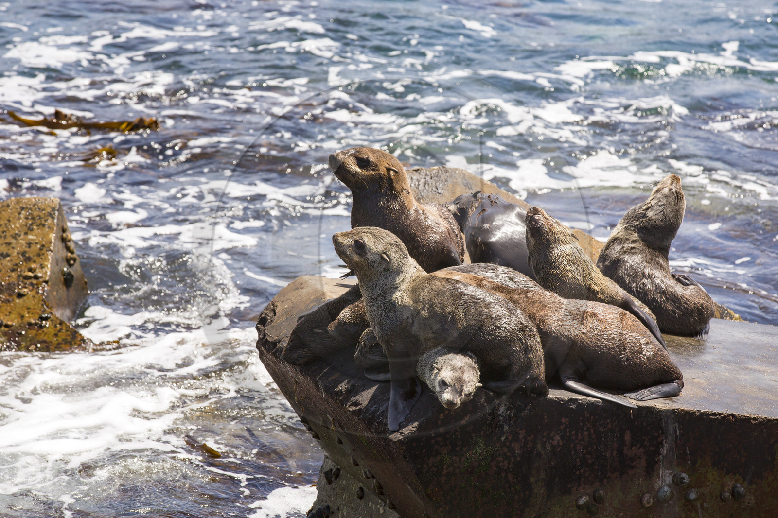 Otaries, Hermanus _ Afrique du sud