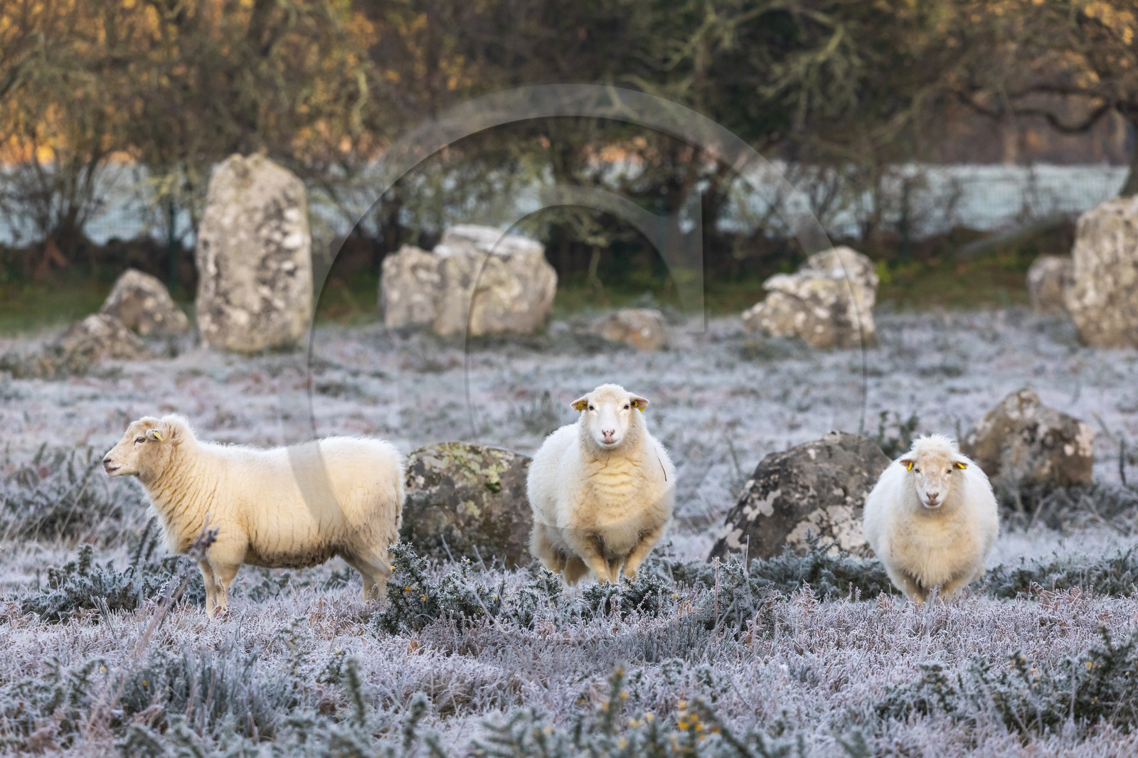 Alignements de Kermario à Carnac