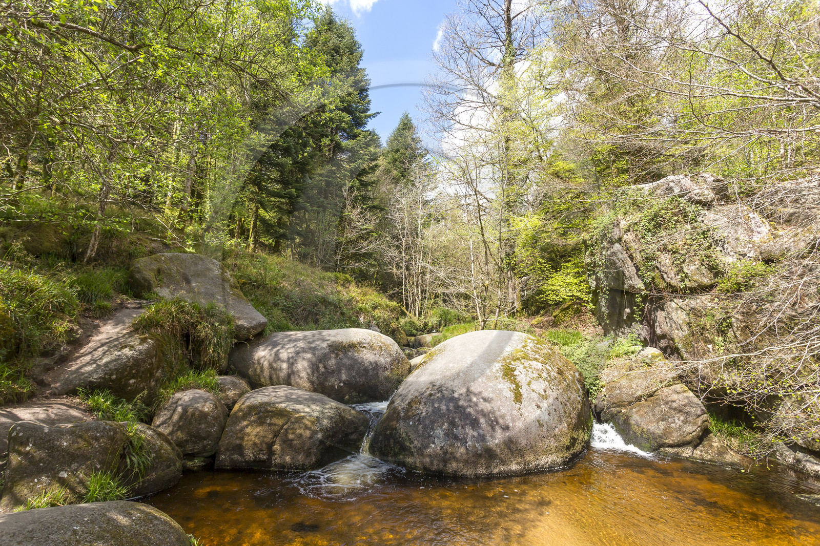 La forêt de Helgoat