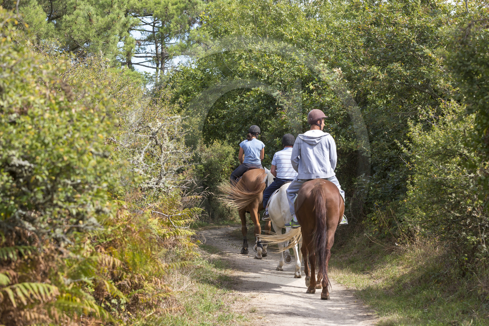 Balade équestre autour des marais de Kerguelen.
