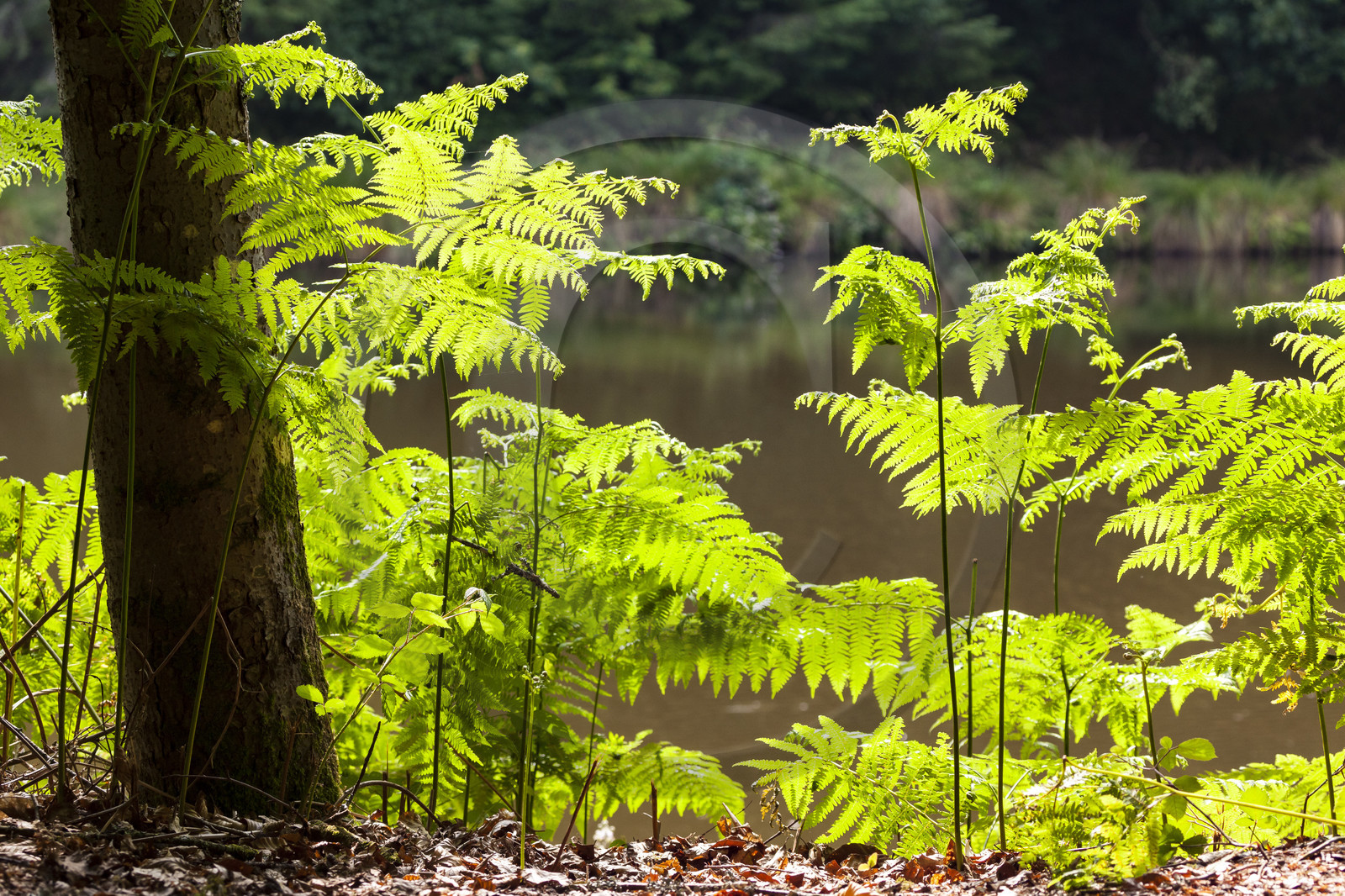 Etang de Kergoff à Caudan