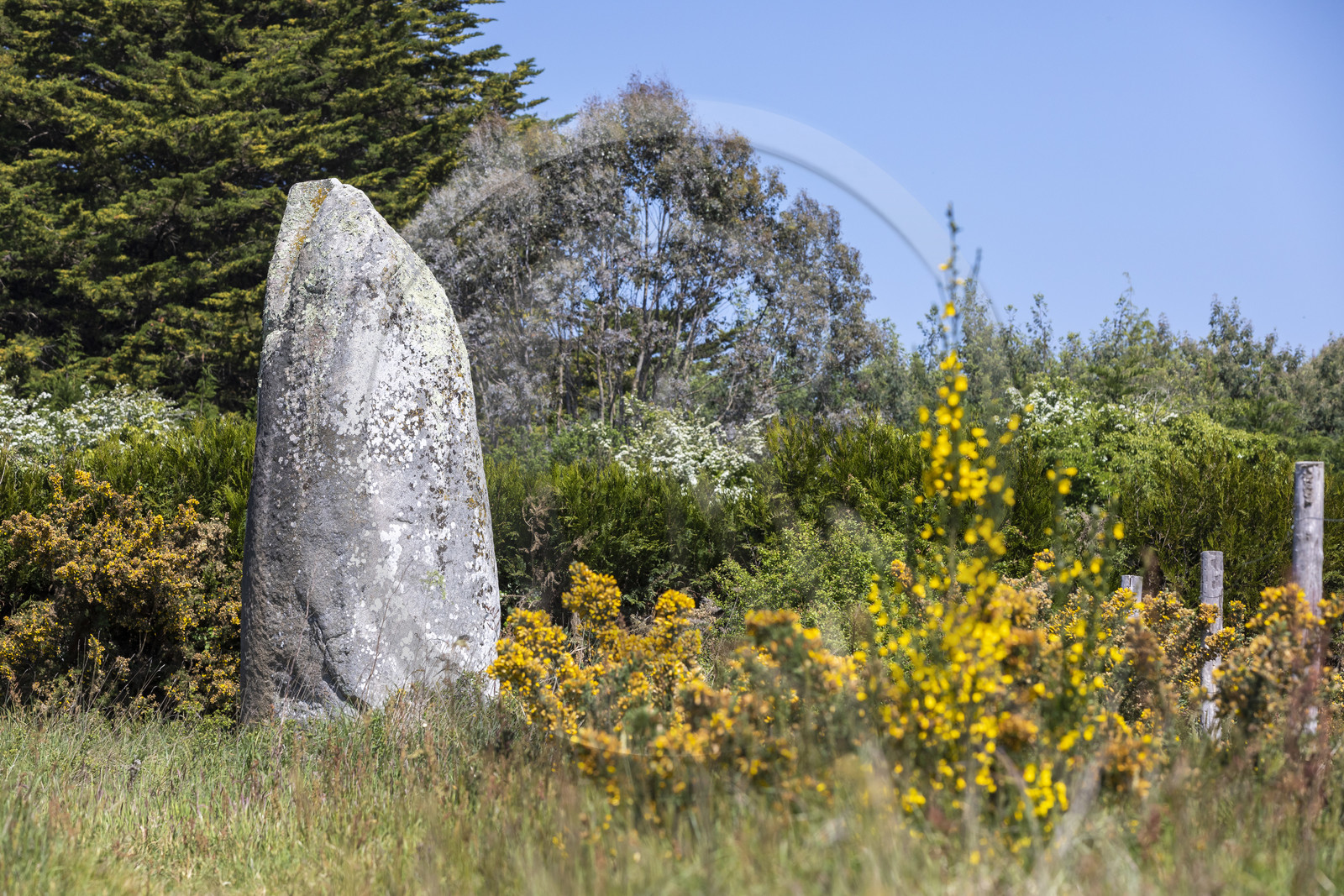 Le menhir de Kermaillard à Sarzeau