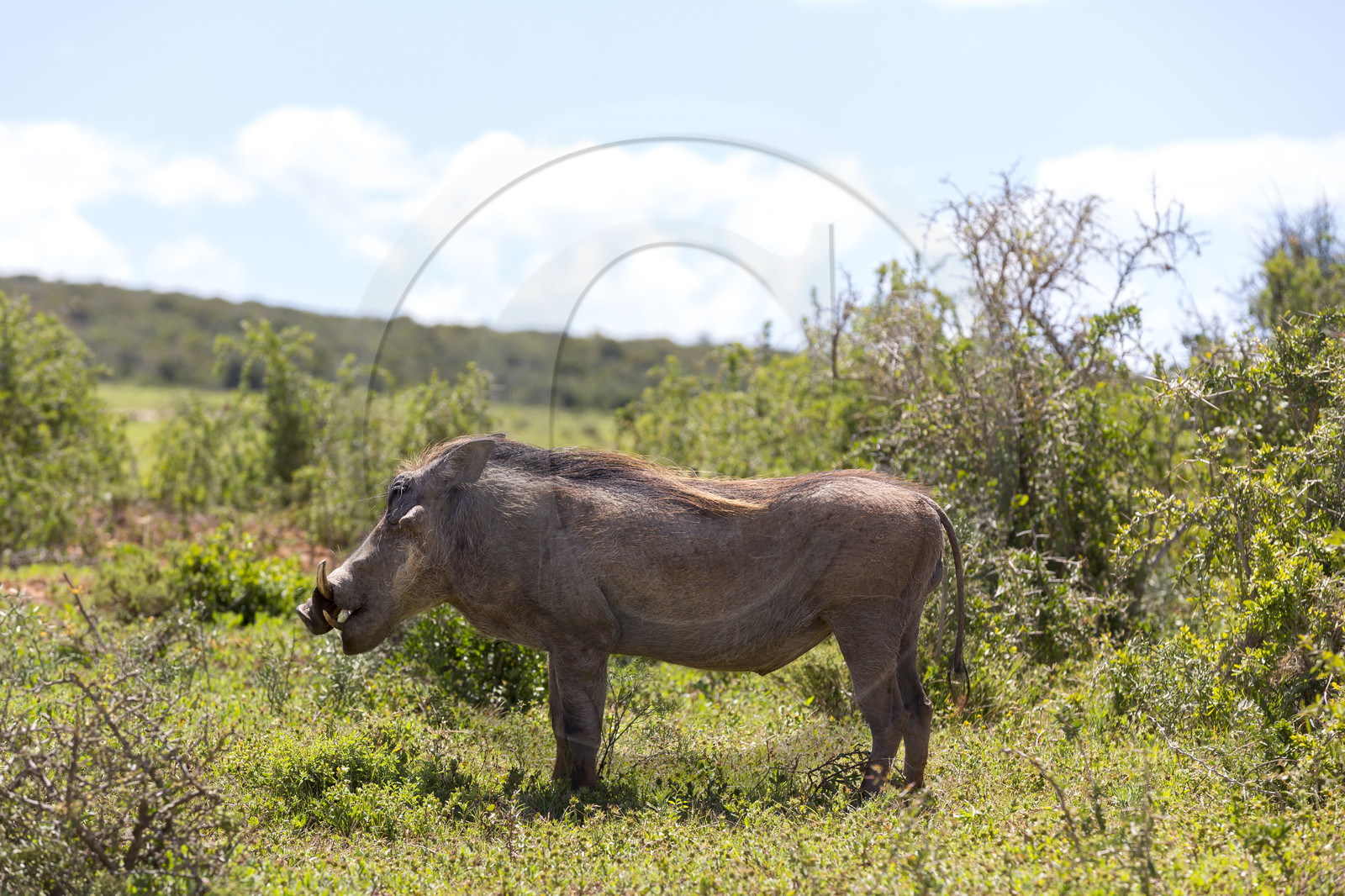Phacochère _ Ado Elefant Park en Afrique du Sud