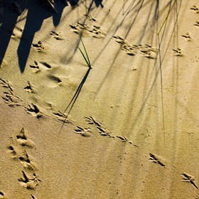 Jeux de lumière dans les dunes de sable d'Erdeven