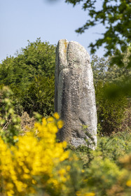 Le menhir de Kermaillard à Sarzeau