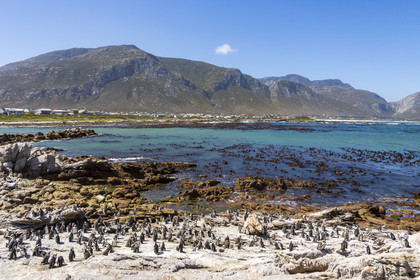 Betty's bay. Afrique du Sud