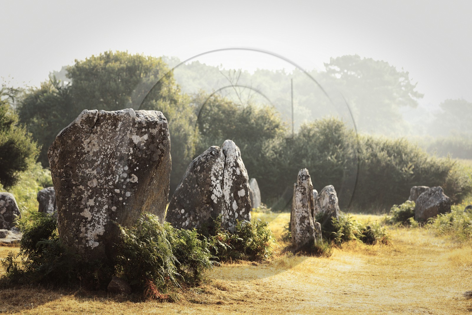 Alignement de Menhirs de Kerzerho _ Erdeven.