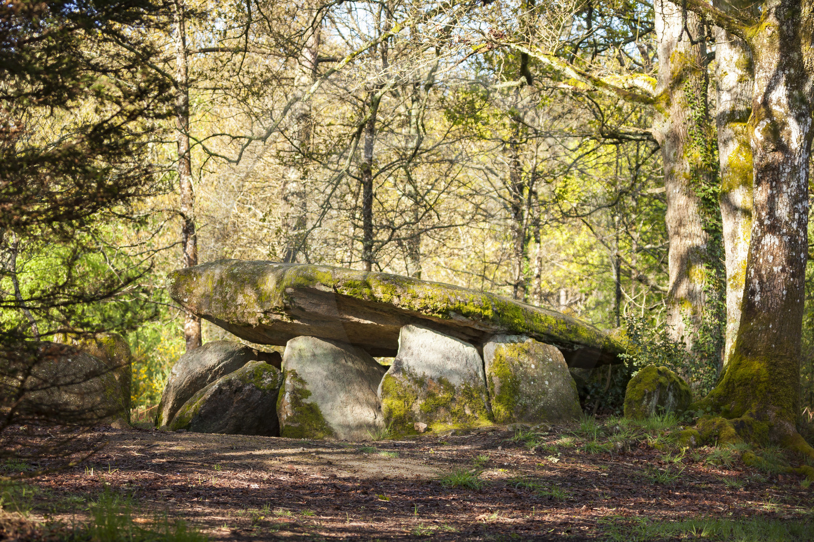 Le dolmen de la Loge au loup à Trédion