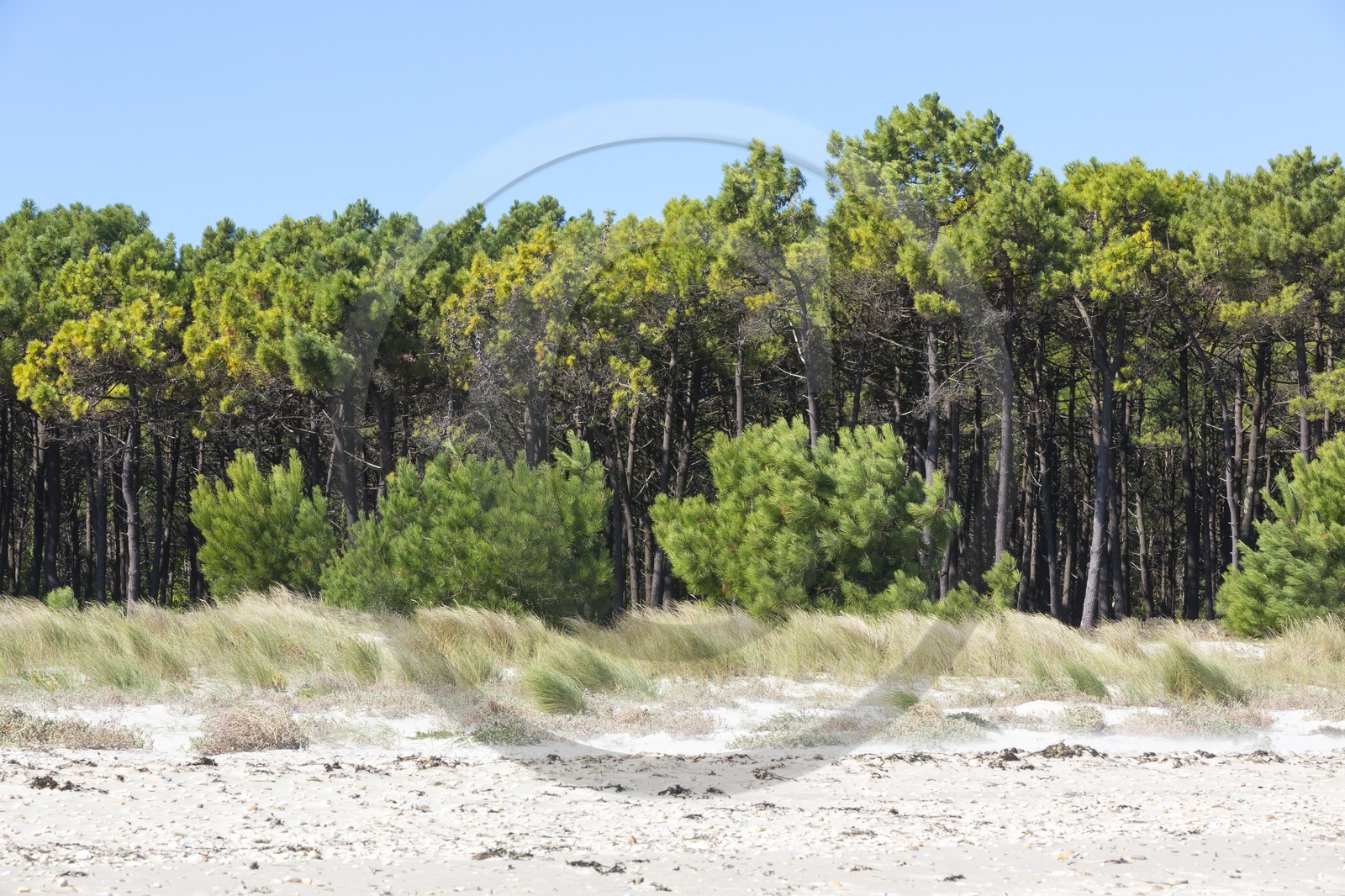 La plages des sables blancs à Plouharnel