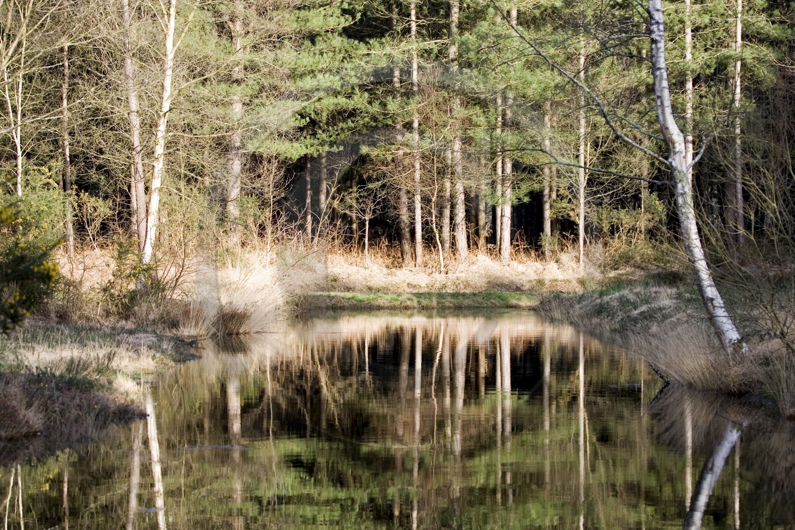 Reflet dans une marre artificielle de la forêt d'Erdeven (56410).