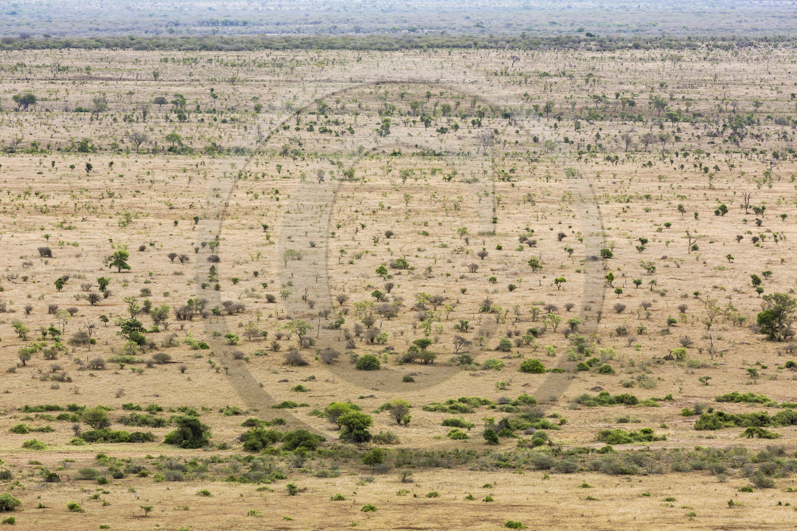 Savane_Parc Krüger, Afrique du Sud