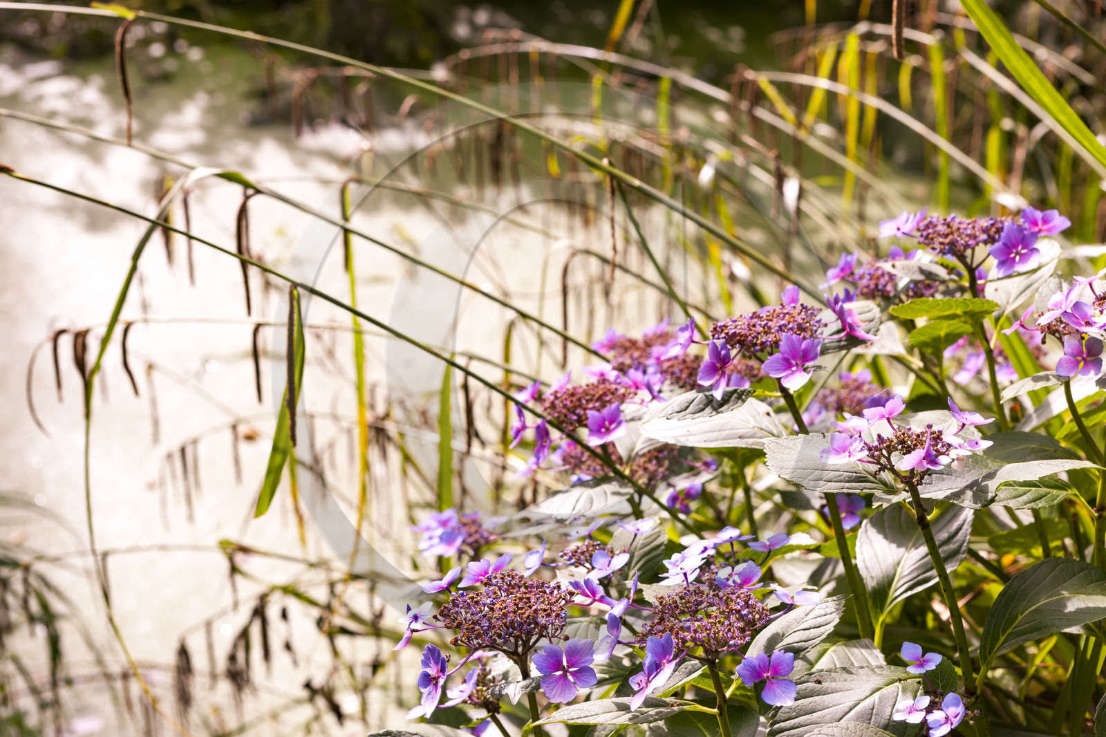 Pont-Scorff_Jardin d' Adol