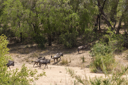 Gnous bleus_Parc Krüger, Afrique du Sud