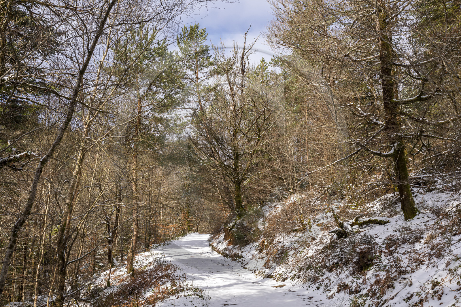 La forêt de Huelgoat, Finistère