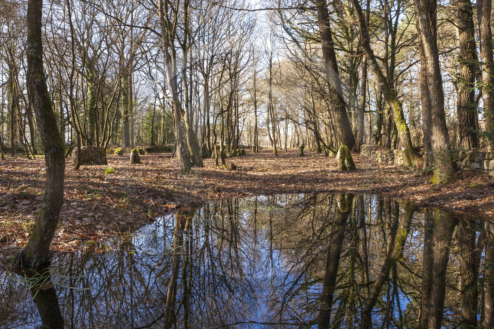 Alignements du Petit Menec _ La Trinite sur Mer