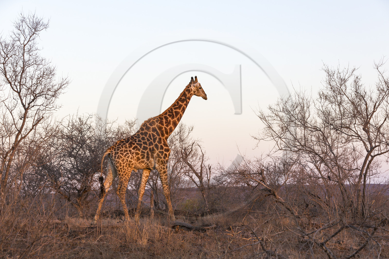 Girafe_Parc Krüger, Afrique du Sud