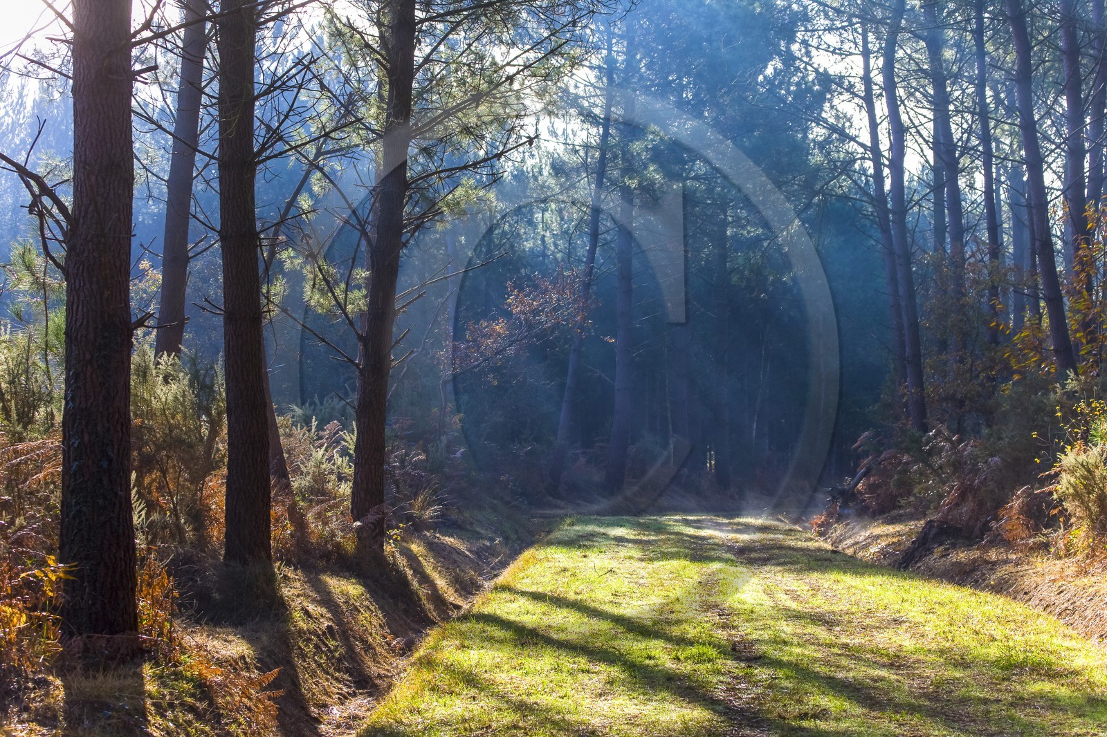Lumière en sous bois dans la foret d'Erdeven.