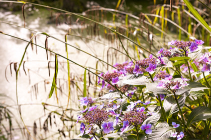 Pont-Scorff_Jardin d' Adol