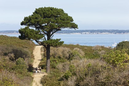 promeneurs marchant sur un sentier côtier cerné par la lande _ ile de Groix _ hikers walking on a trail surrounded by coastal heath _ Island Groix