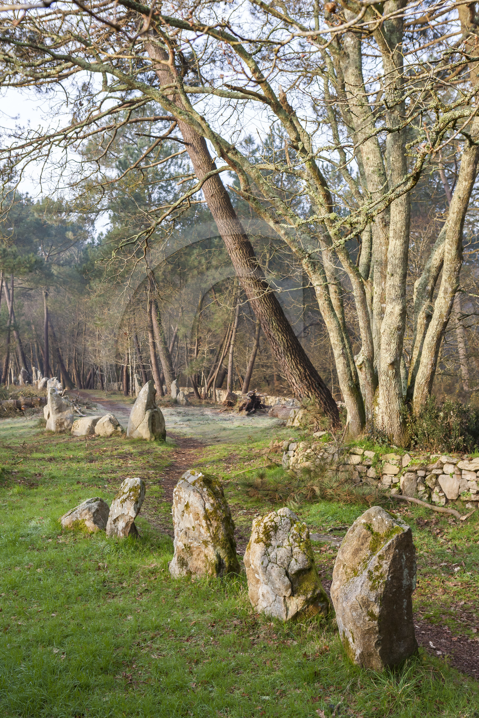 Alignements du Petit Menec _ La Trinite sur Mer
