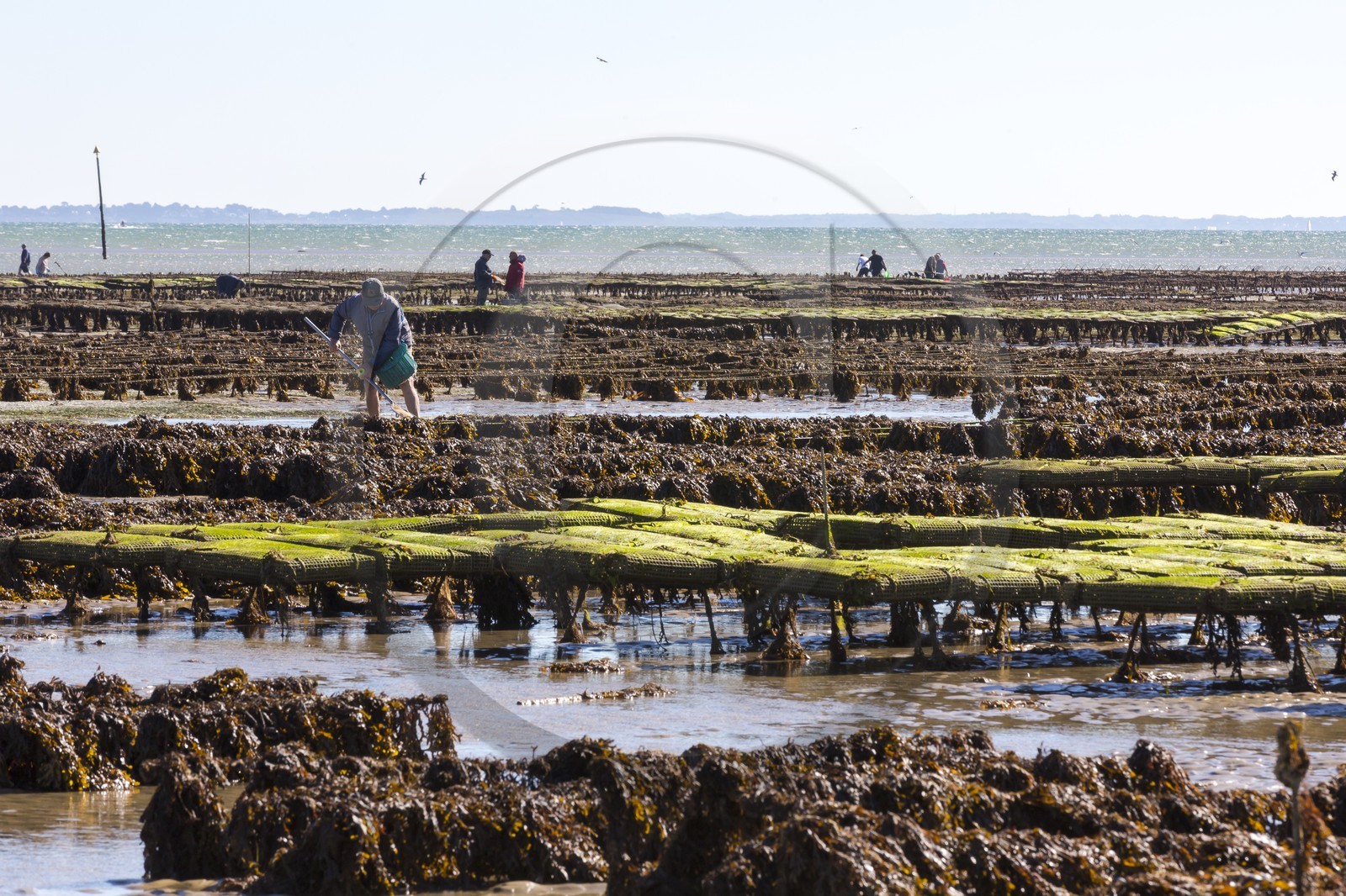 Parcs à huître_Plouharnel