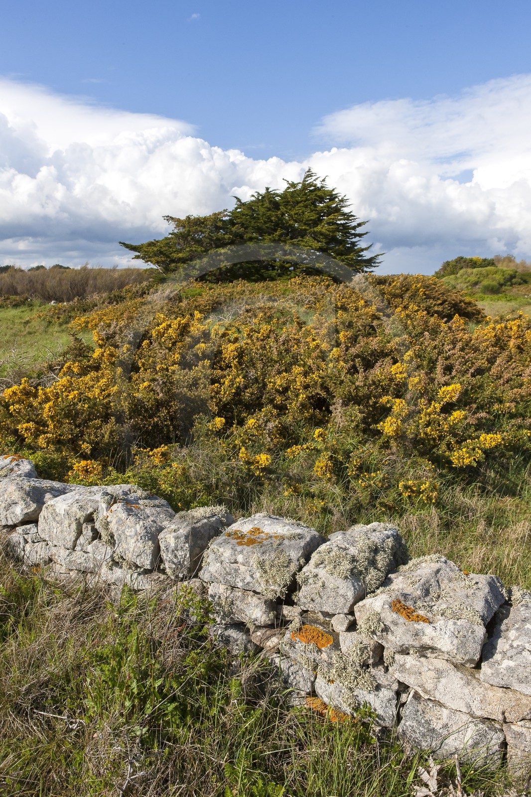 Muret en pierres sèches dans la lande d' Erdeven.