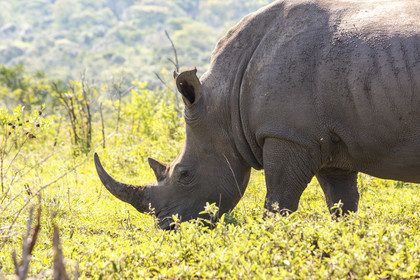 Rhinocéros_Parc HluHluwe-iMfolozi en Afrique du Sud