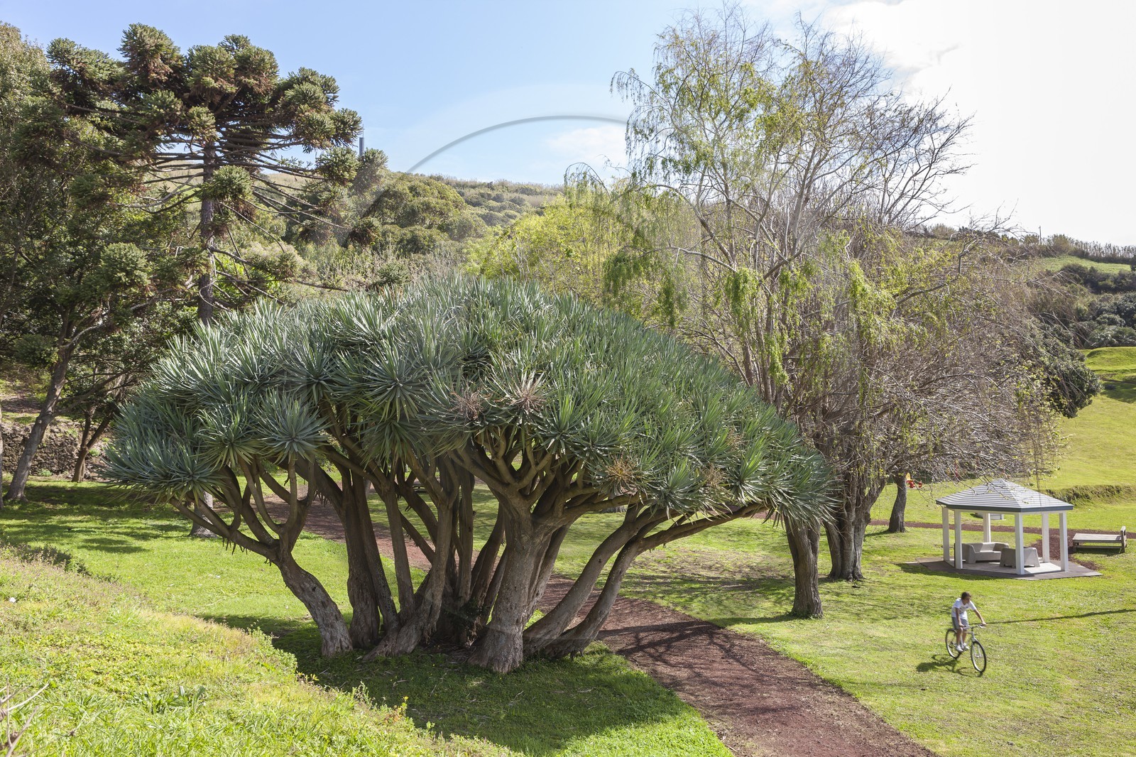Dragonnier des Canaries_ Faial _ Les Açores