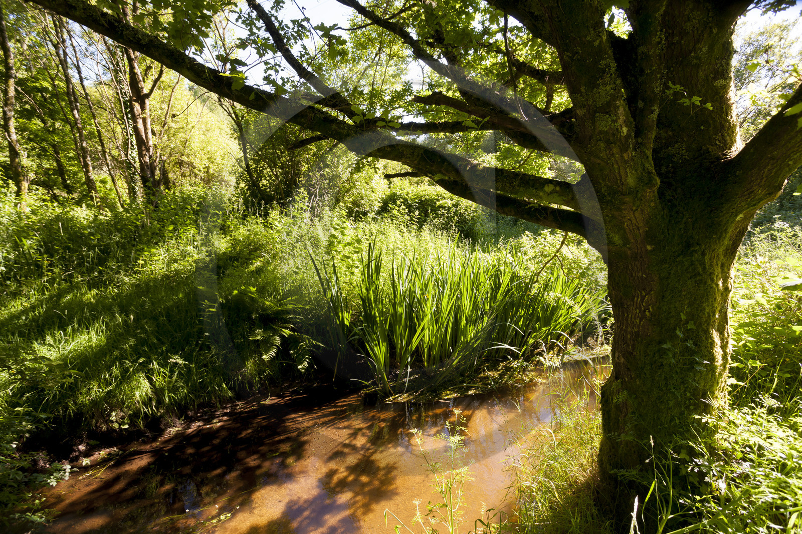 Le ruisseau le Rion sur la commune de Brandérion