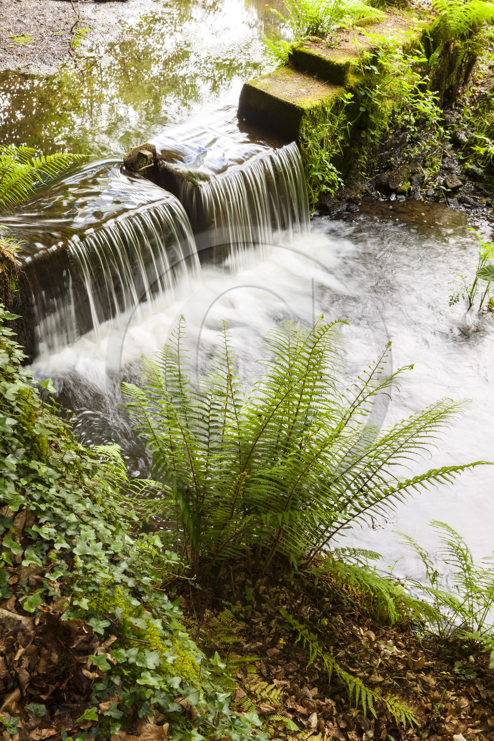 Etang de Kergoff à Caudan