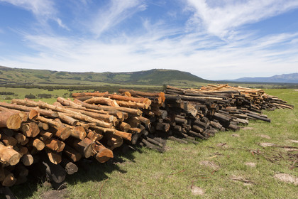 Production de bois dans le village d'Elundini