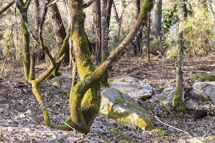 Le site mégalithique Le Castellic à Carnac