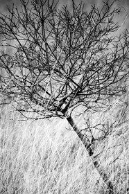 Forêt d' Erdeven(56410)