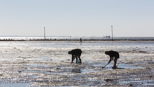 Pêche à pied_Plouharnel