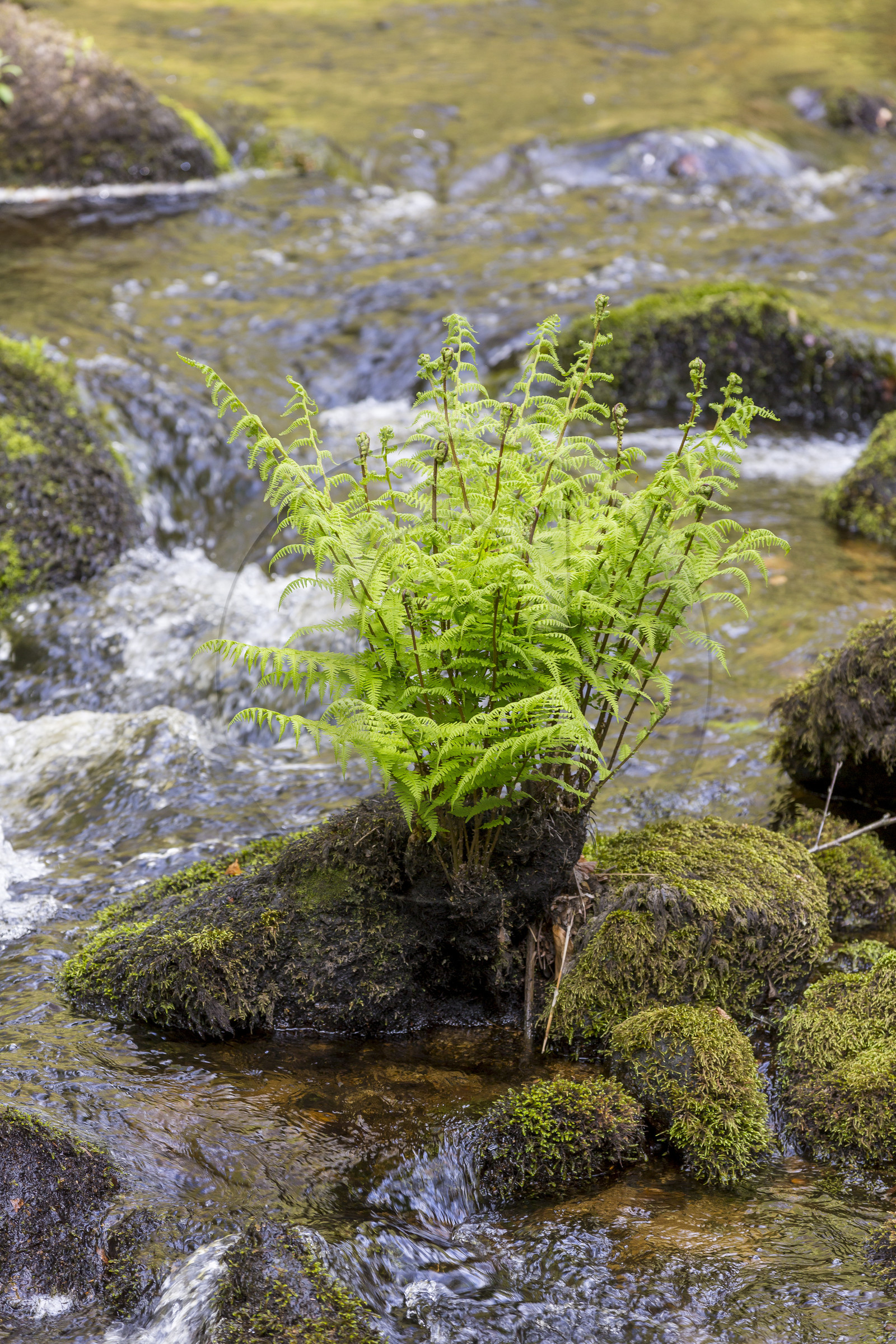 La rivière d'Argent à Huelgoat