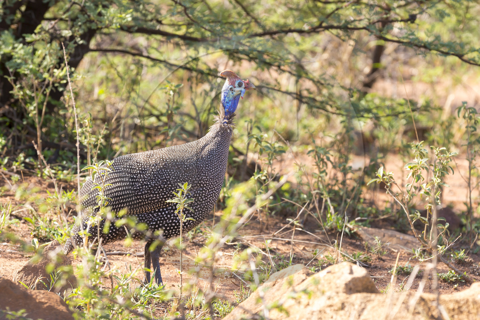 Pilanesberg National Park, Afrique du Sud