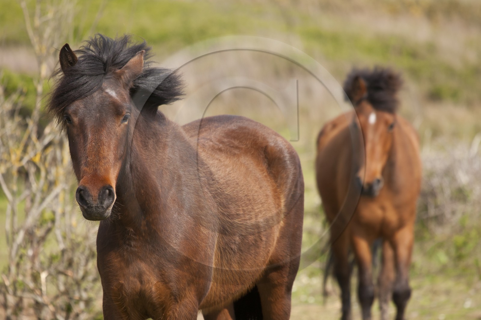 Etang du Loch - Guidel