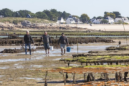 Pêche à pied_Plouharnel